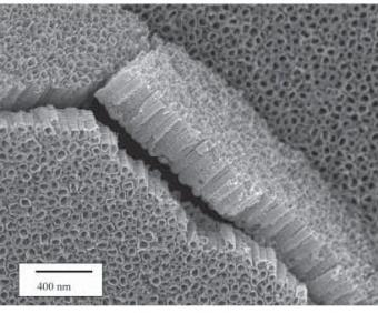 http://www.physorg.com/newman/gfx/news/2006/Nanotubes.jpg