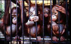 A group of orphaned orangutans sit in a cage at the Wanariset Orangutan Rehabilitaion Centre
